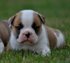 Active English bulldog puppies for a lovely home